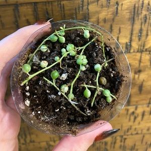 variegated string of pearls